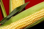 kukurydza GMO
